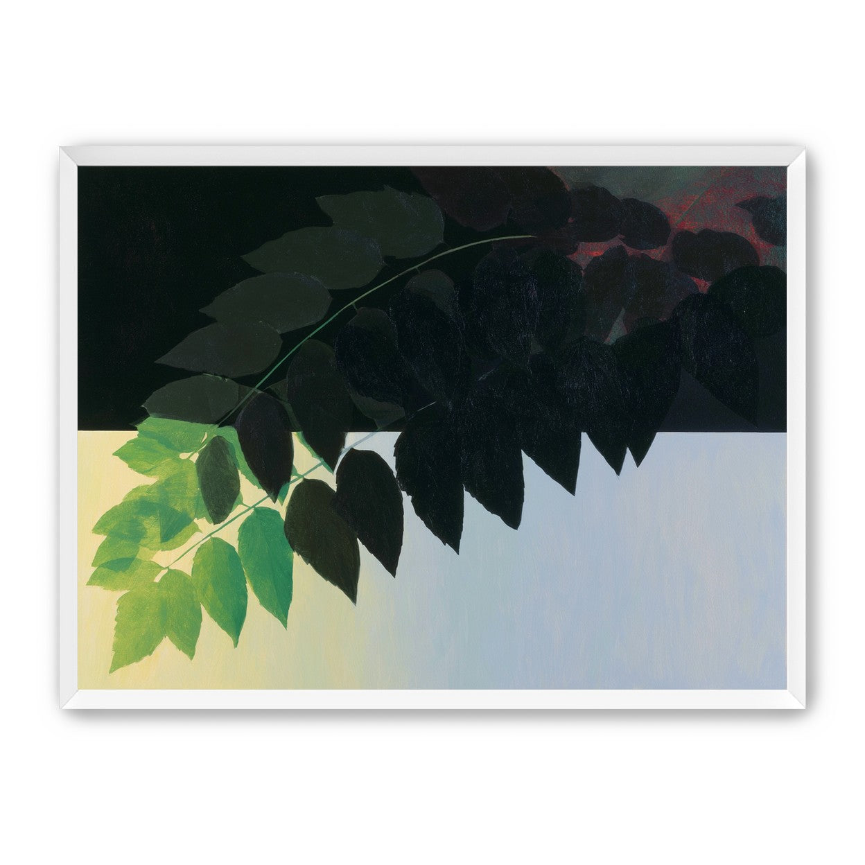 Leaves crossing into shadow