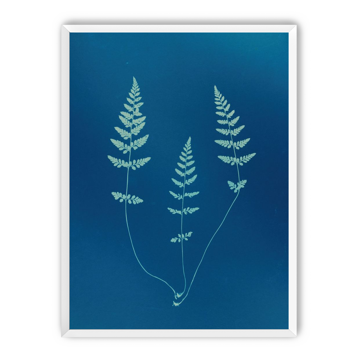 Three ferns in blue