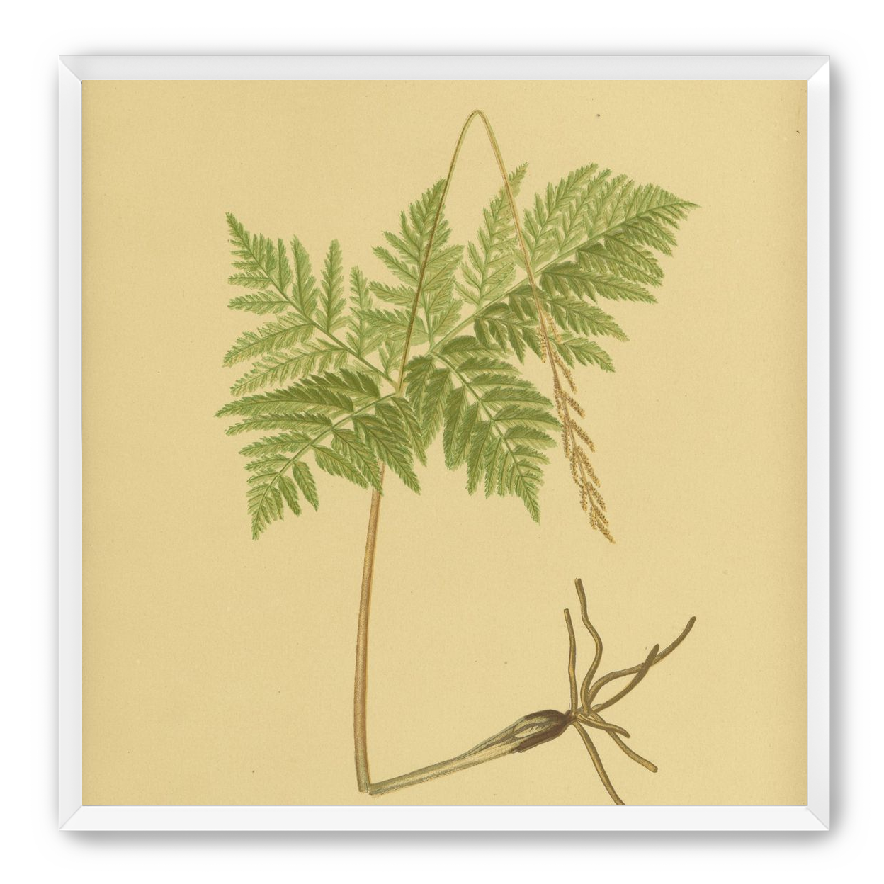 Fern fronds above bare roots
