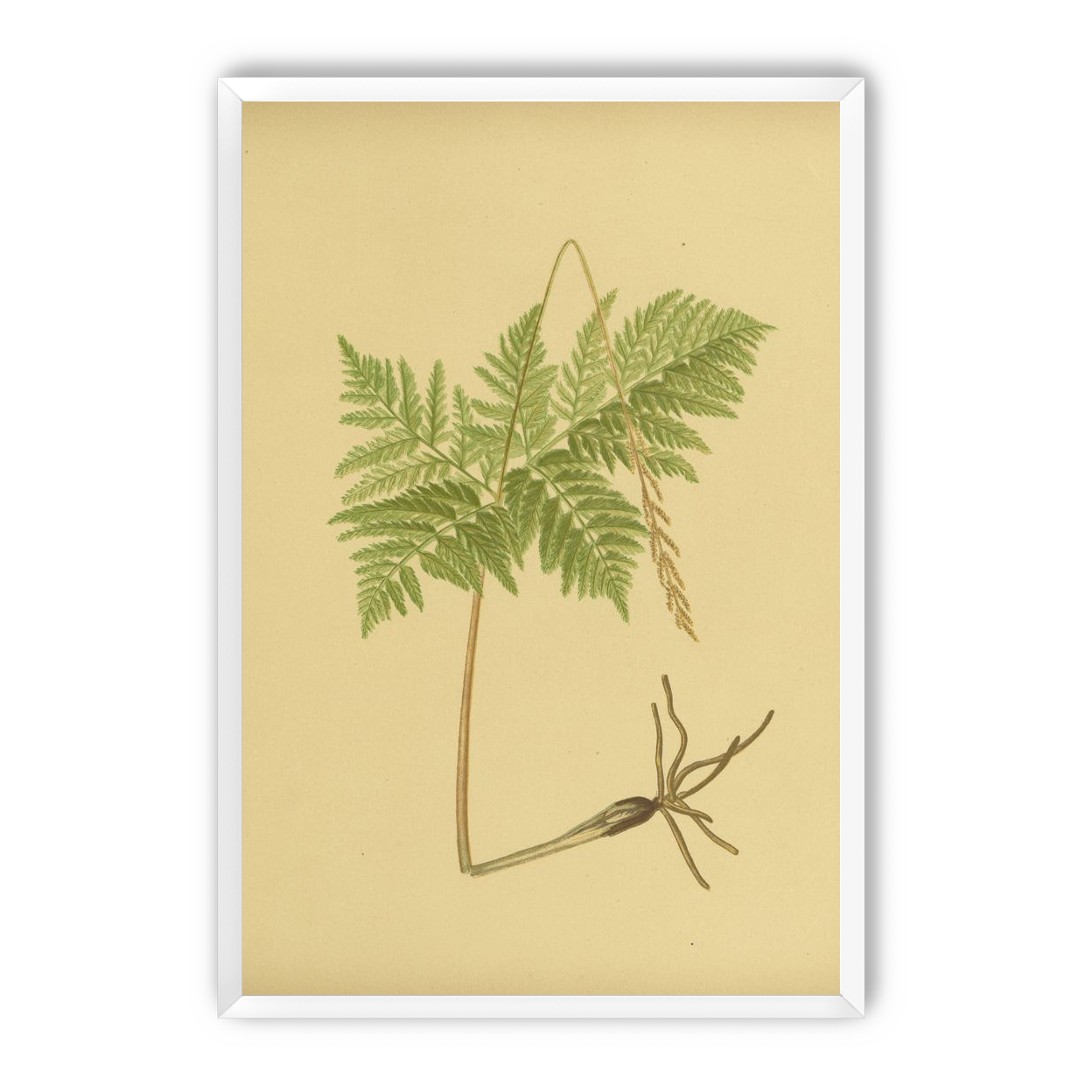 Fern fronds above bare roots