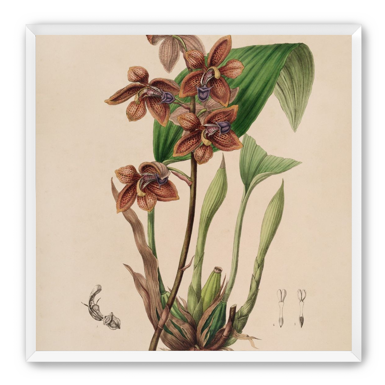 Speckled orchids on pale paper