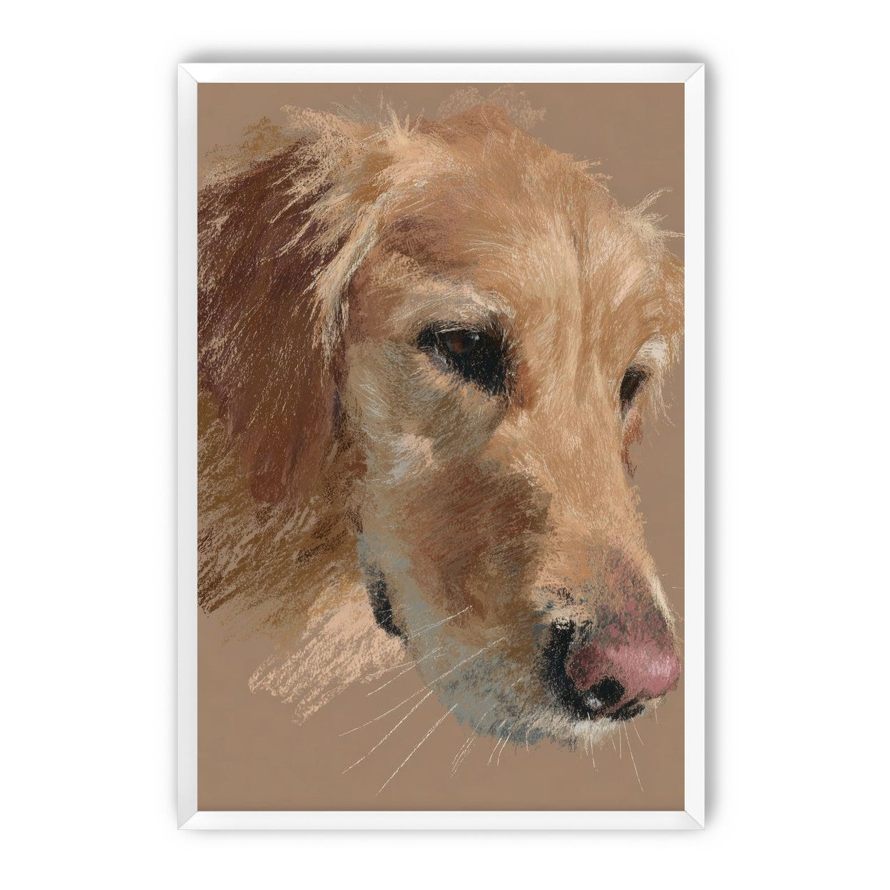 Warm browns on a golden retriever