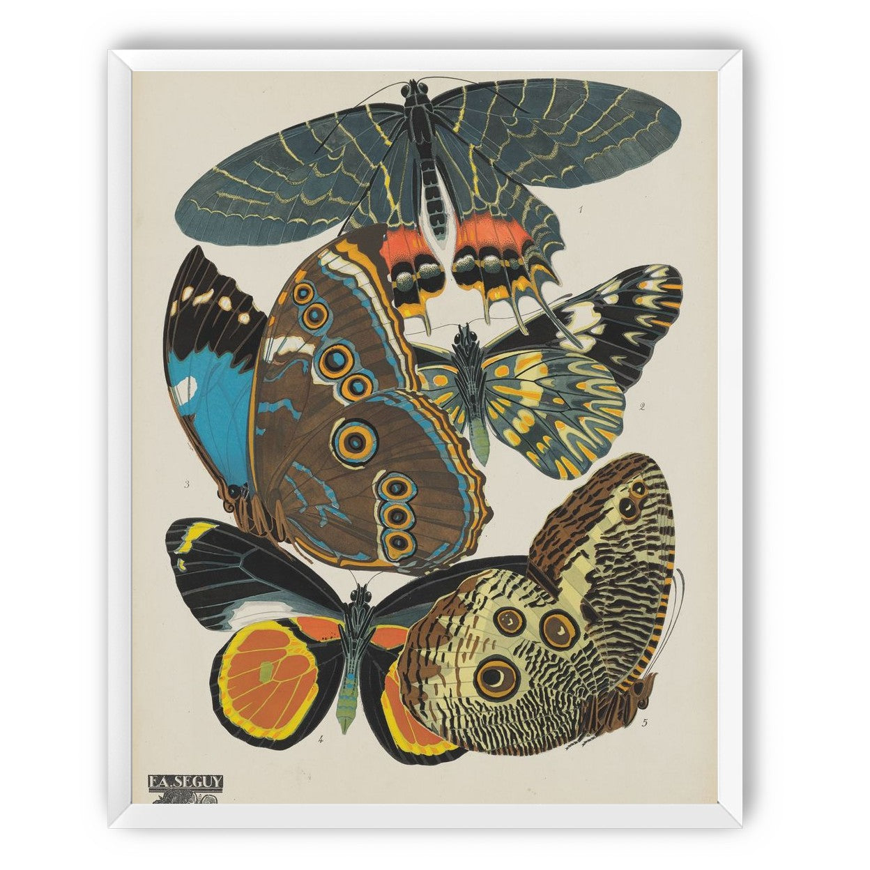 Five butterflies in quiet display