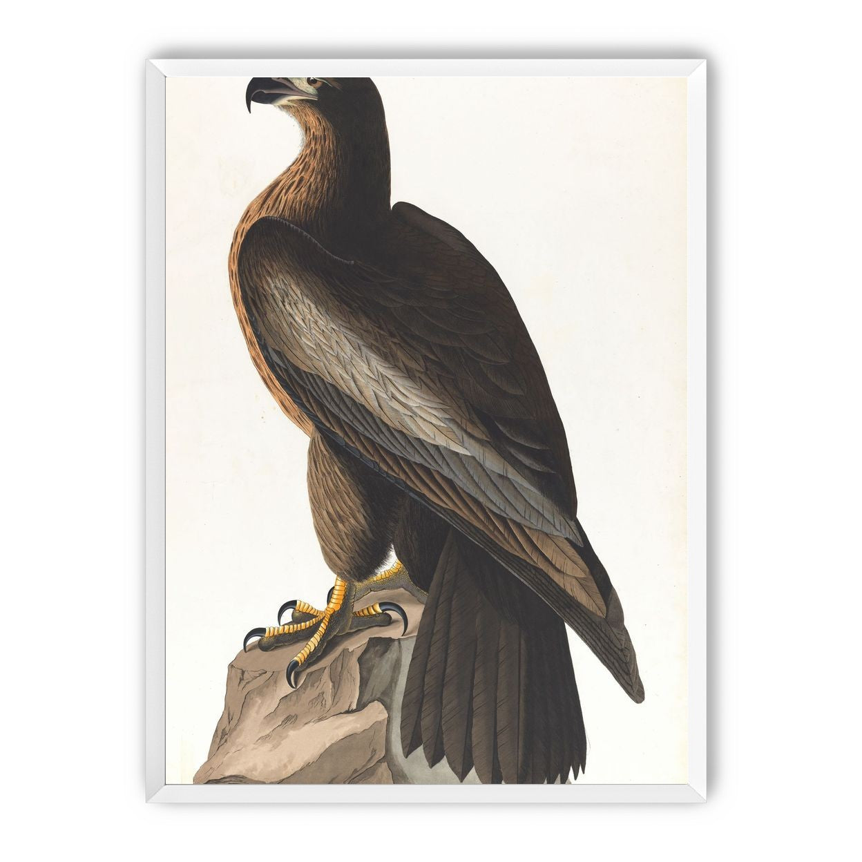Brown hawk on rock