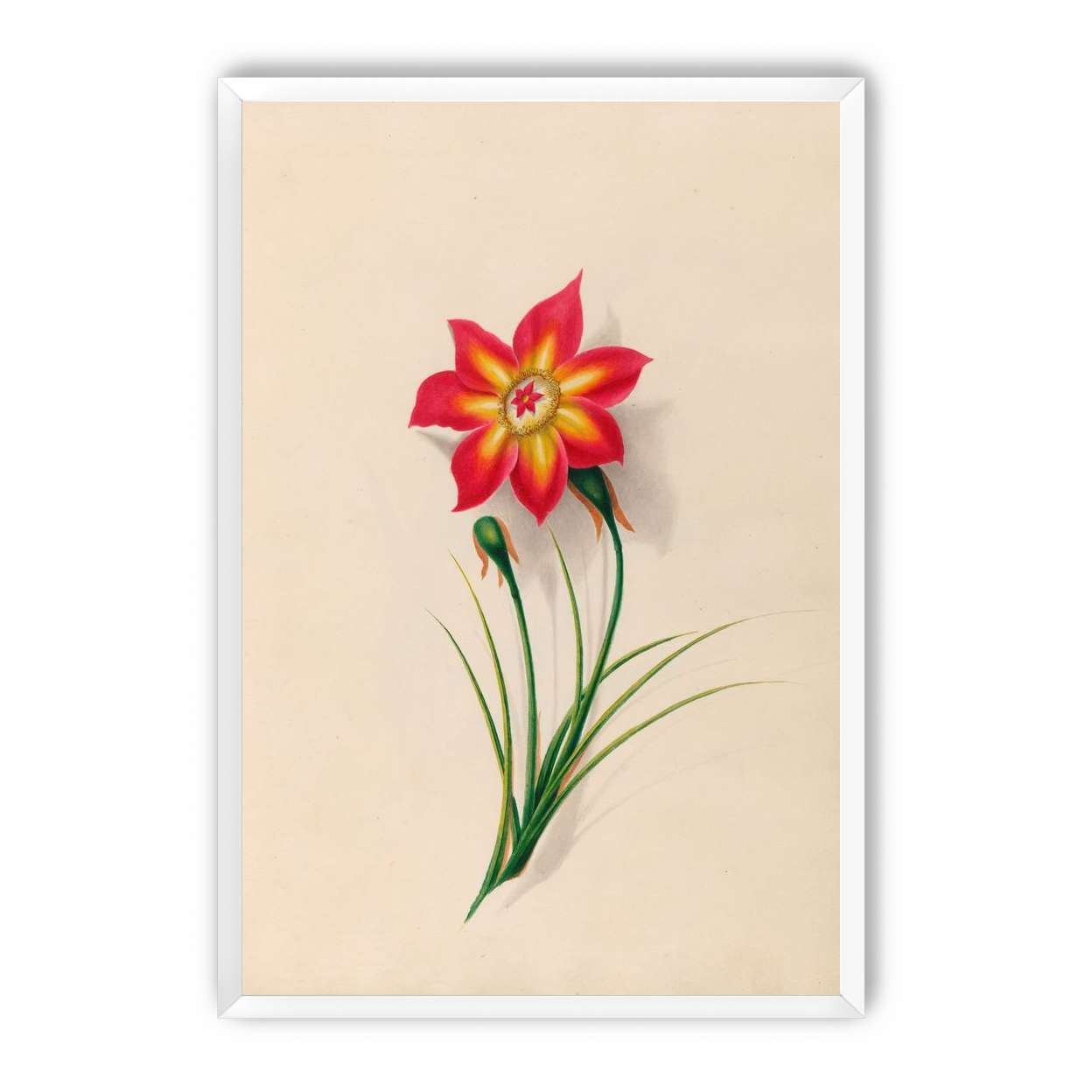 One flower above two buds