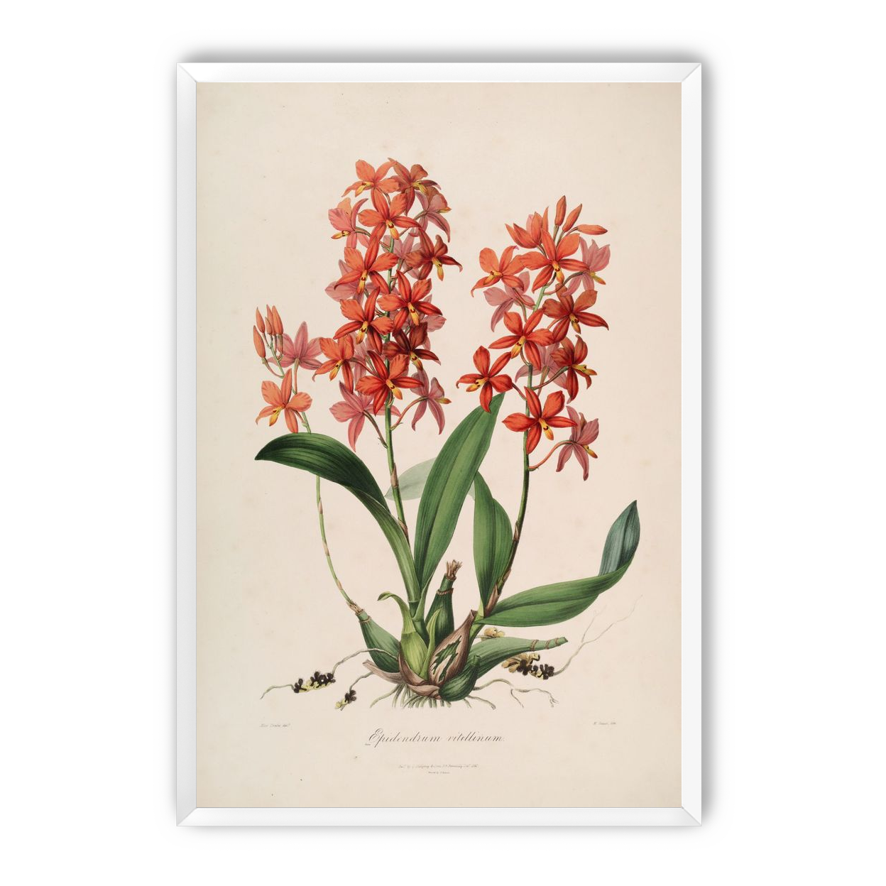 Red orchids on white paper