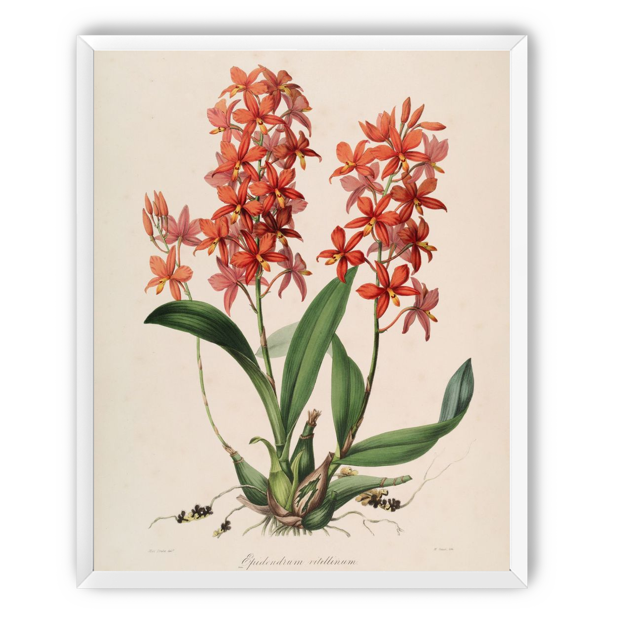 Red orchids on white paper