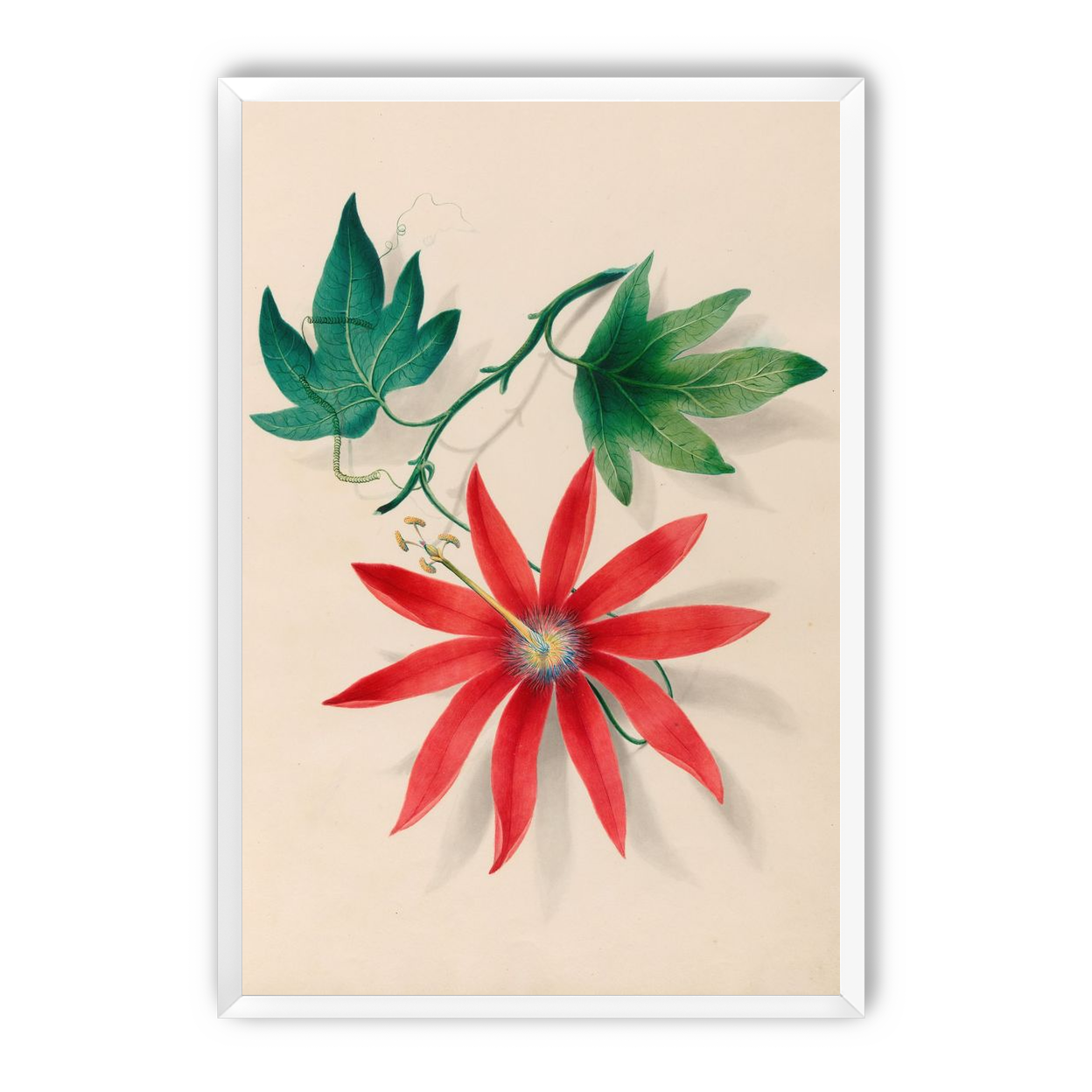 Red bloom on green vine