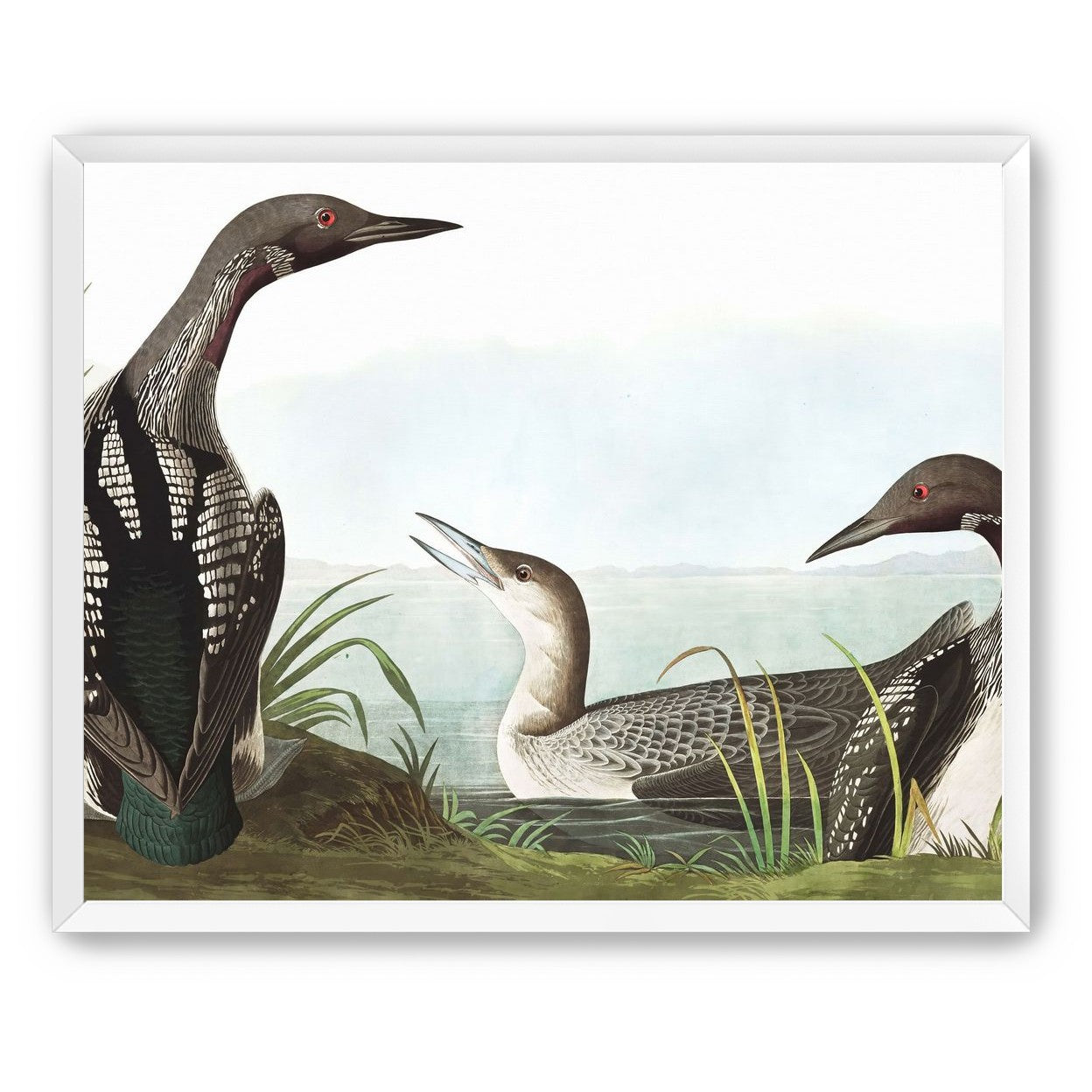 Black Throated Diver