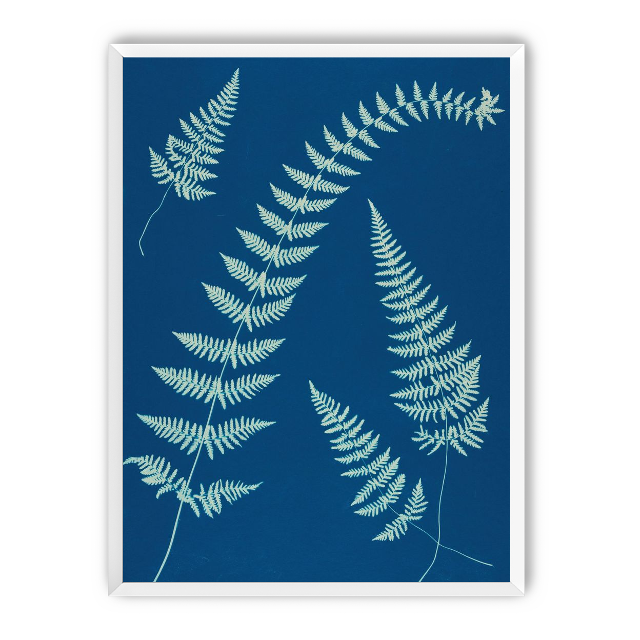 Fern shadows in blue