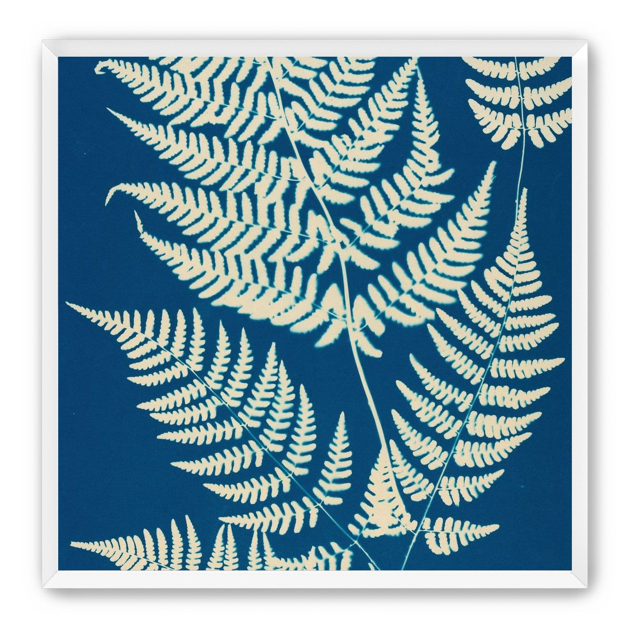 Ferns crossing blue field