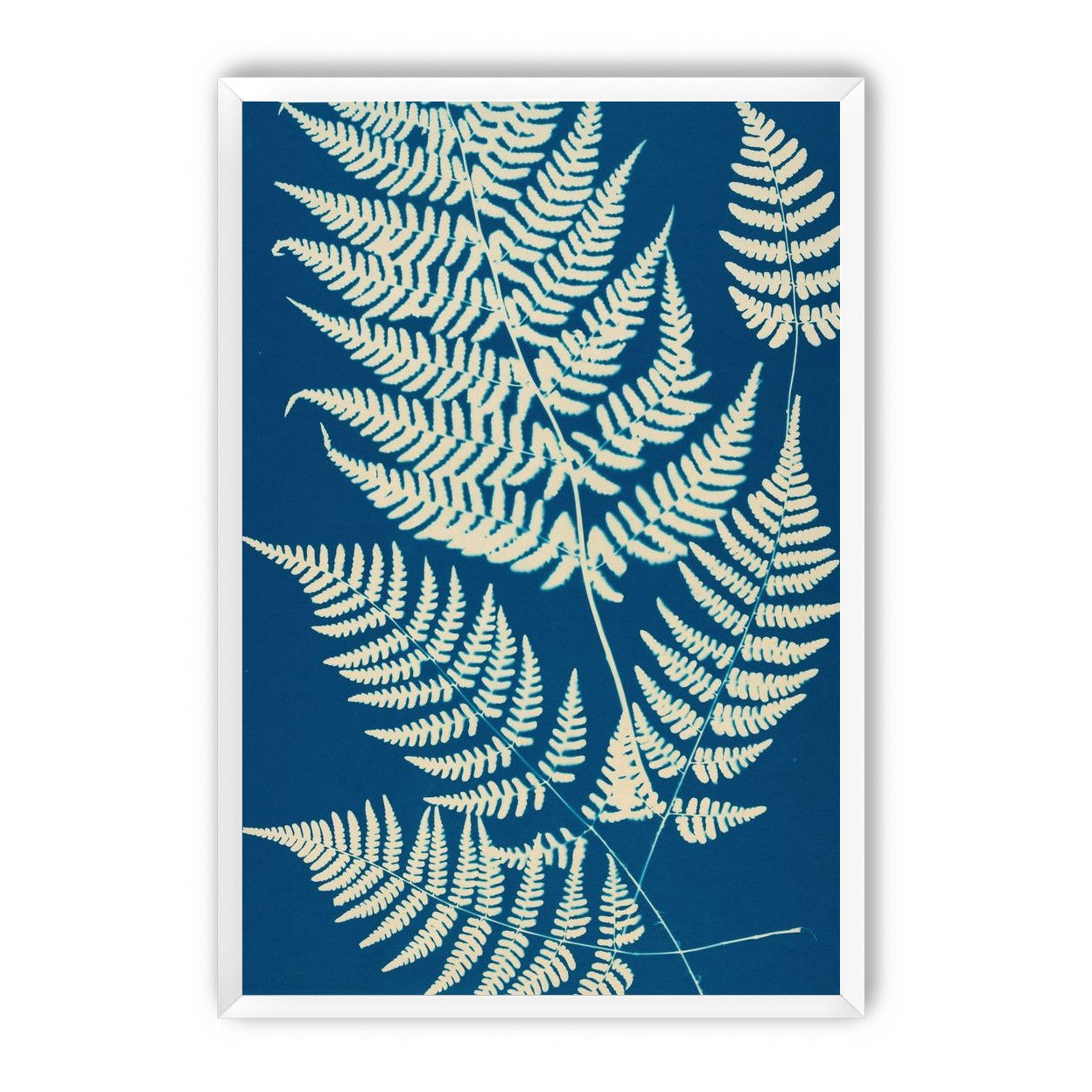 Ferns crossing blue field