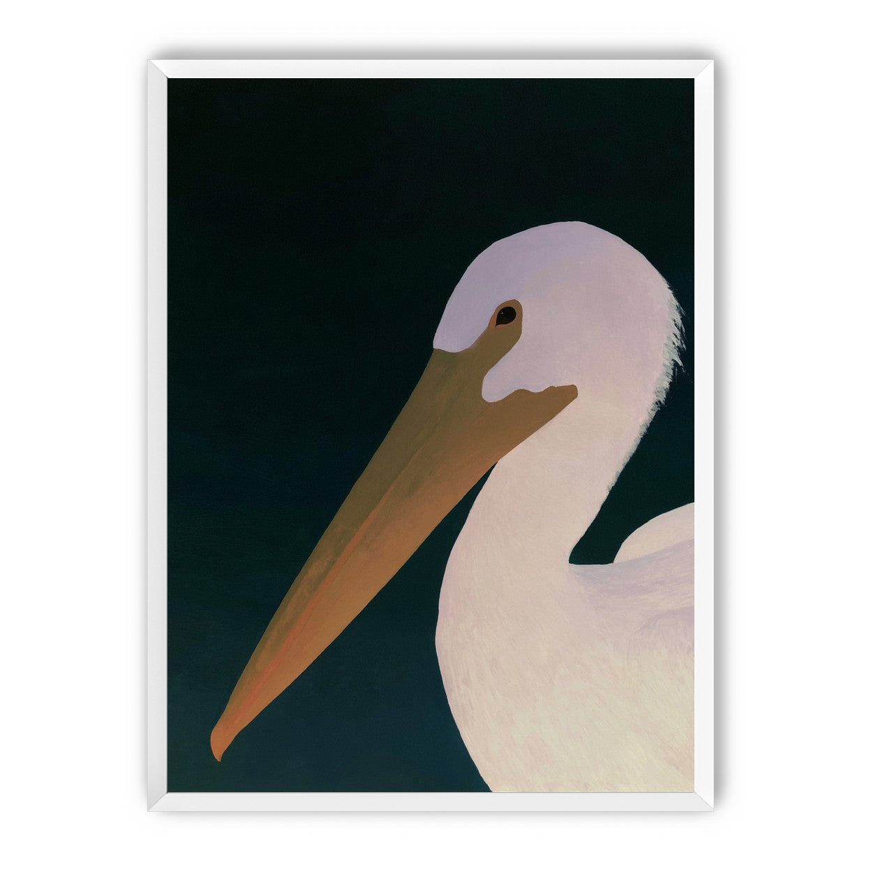 White pelican in stillness