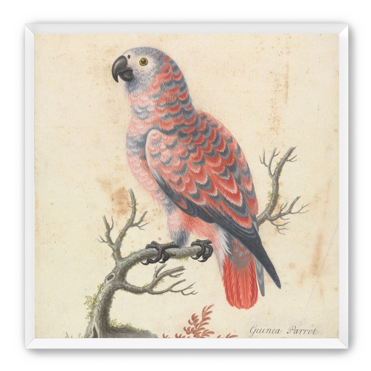 Parrot among bare branches