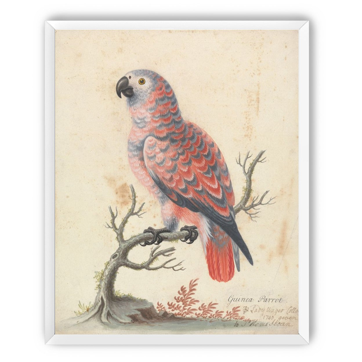 Parrot among bare branches