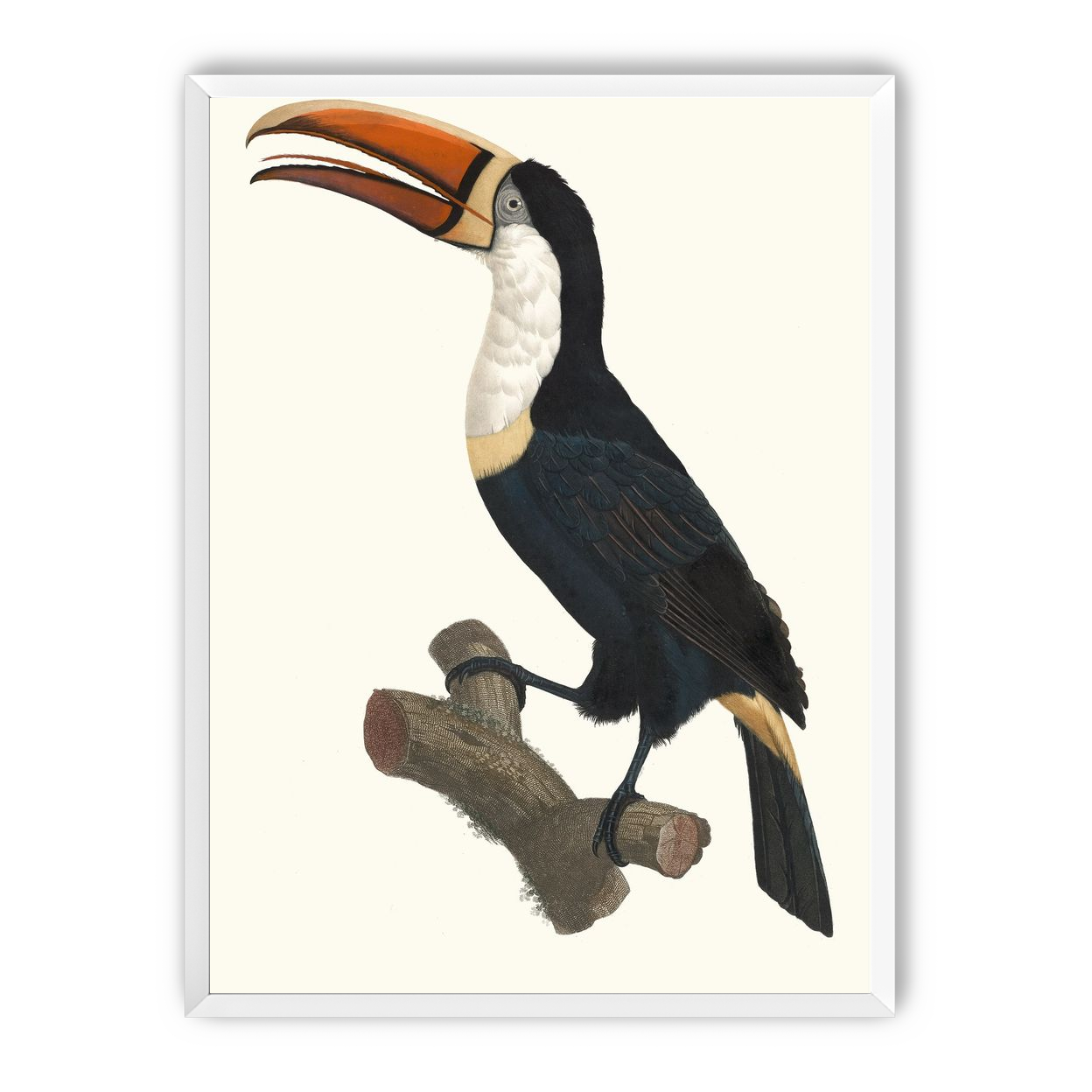 Hornbill on cut branch