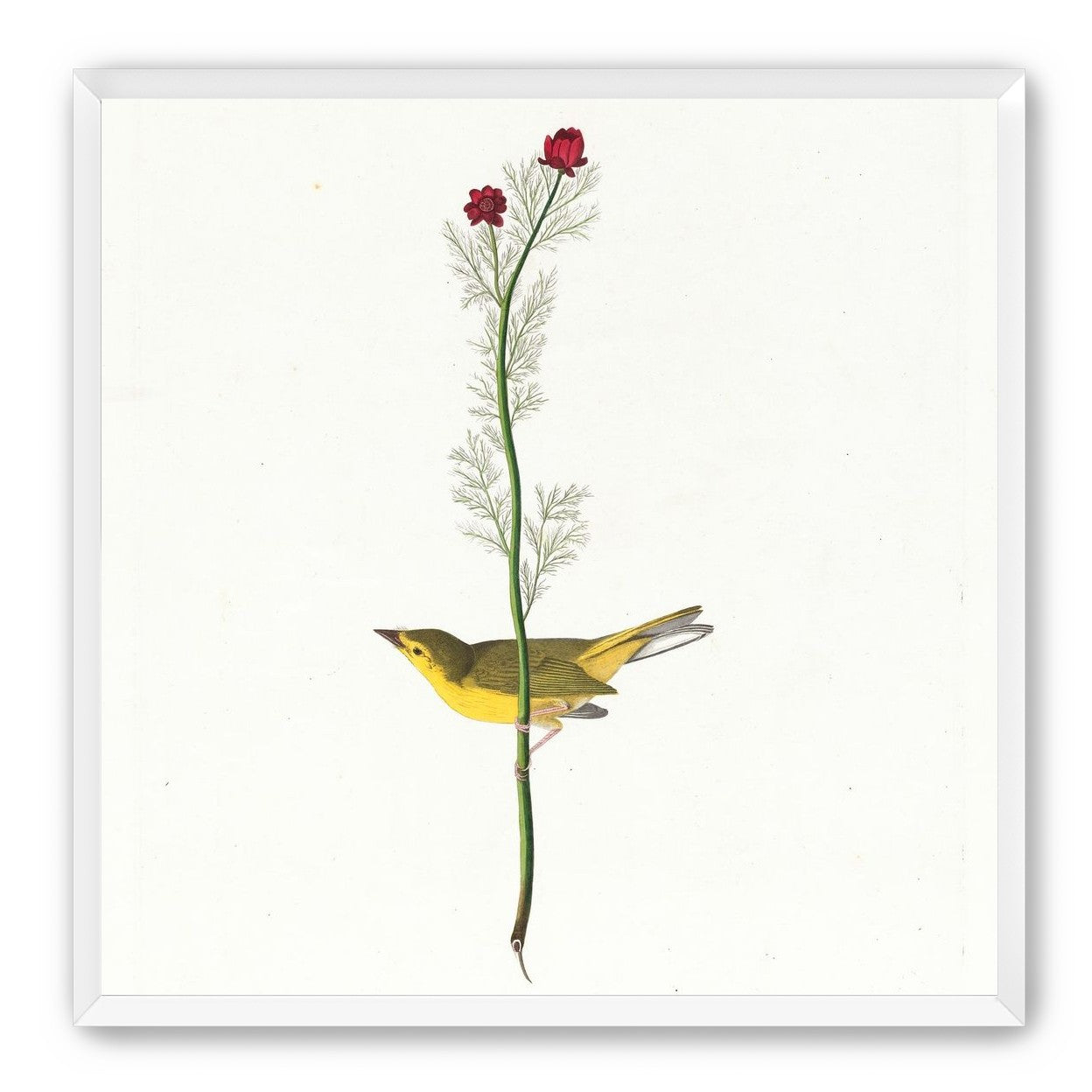A yellow bird beneath red blooms