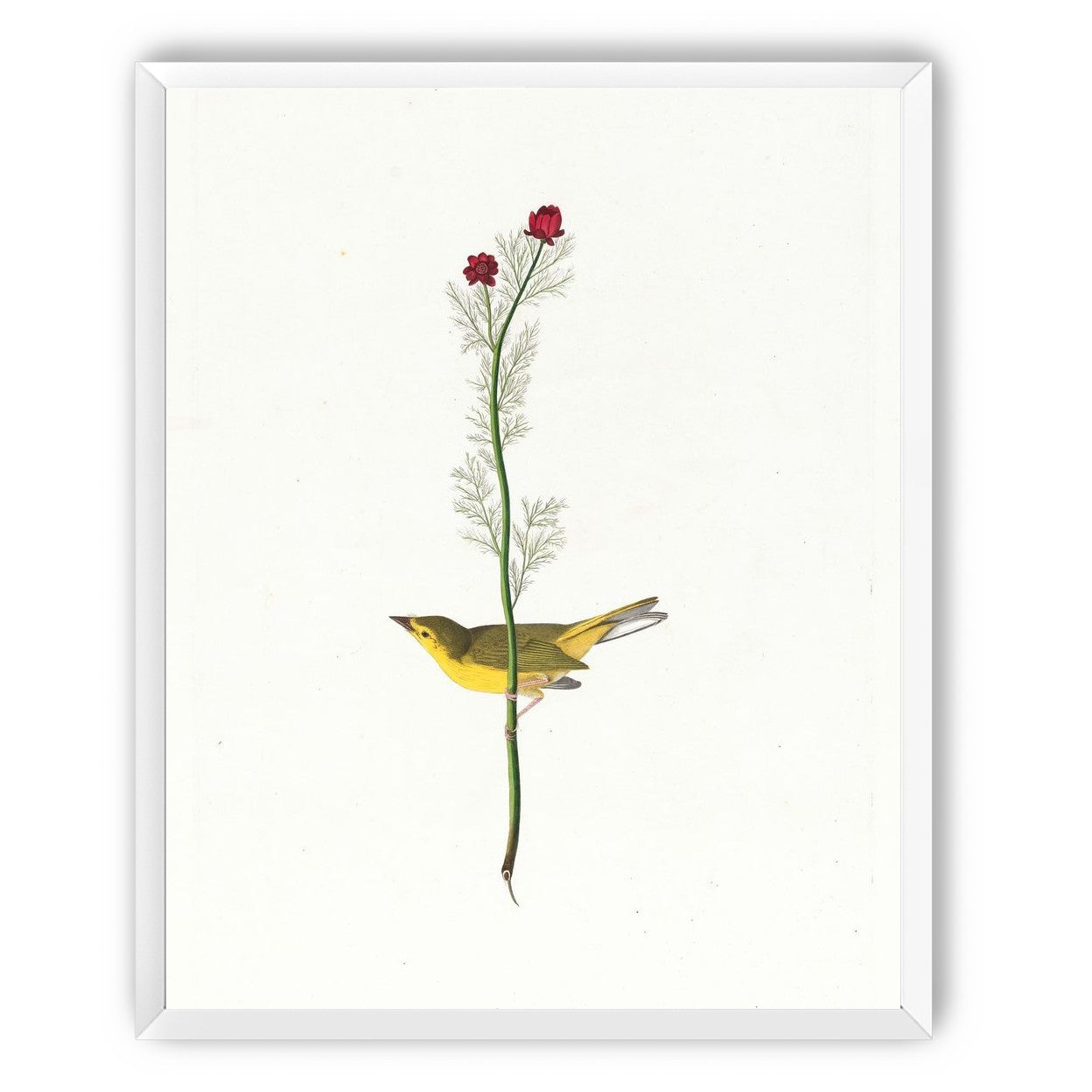 A yellow bird beneath red blooms