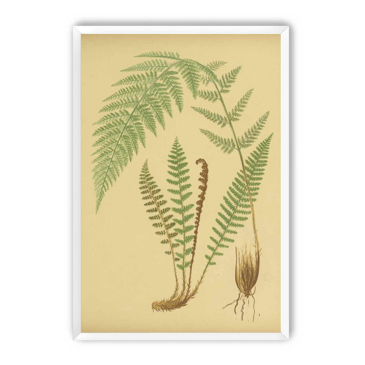 Fern fronds on tan paper