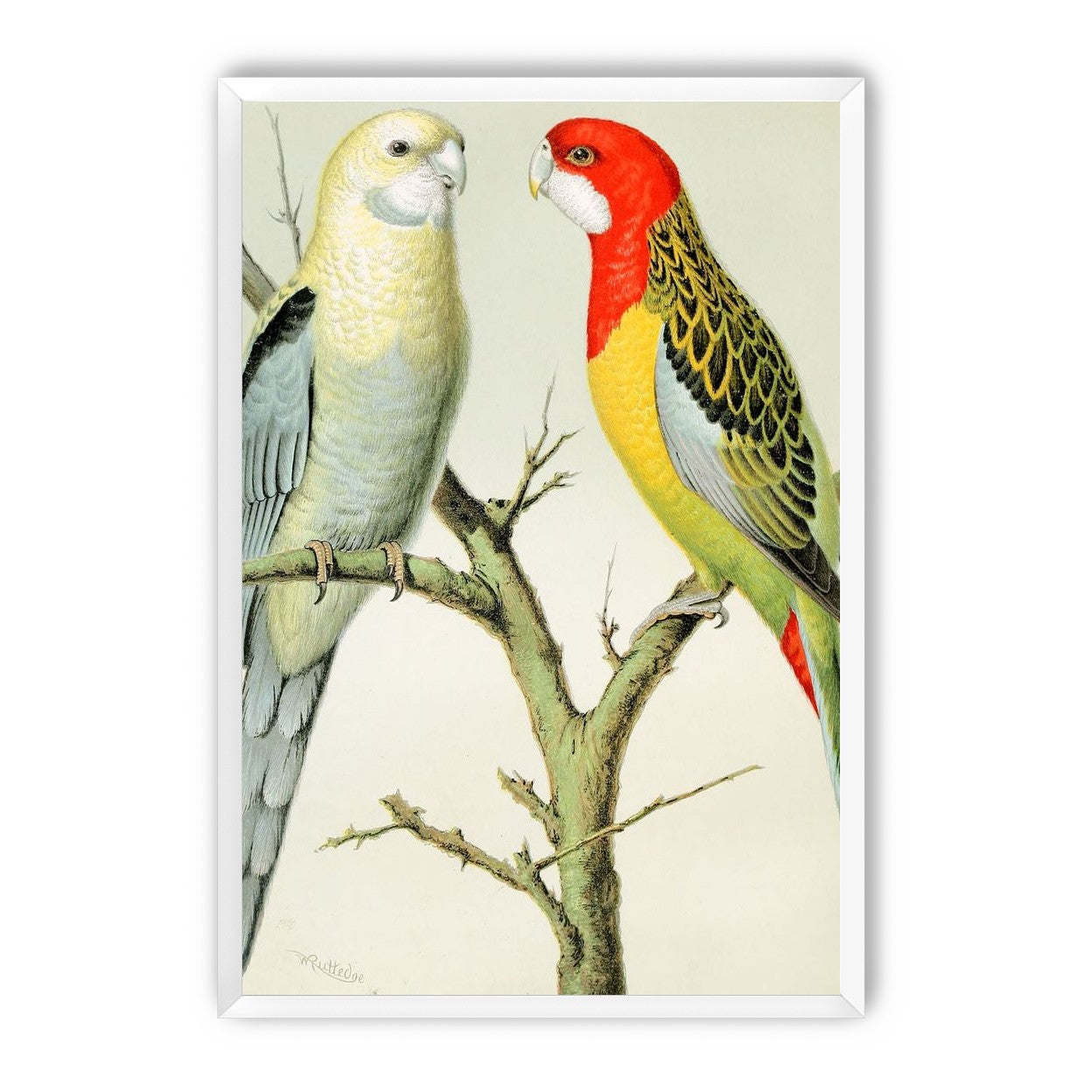 Beaks across the branch