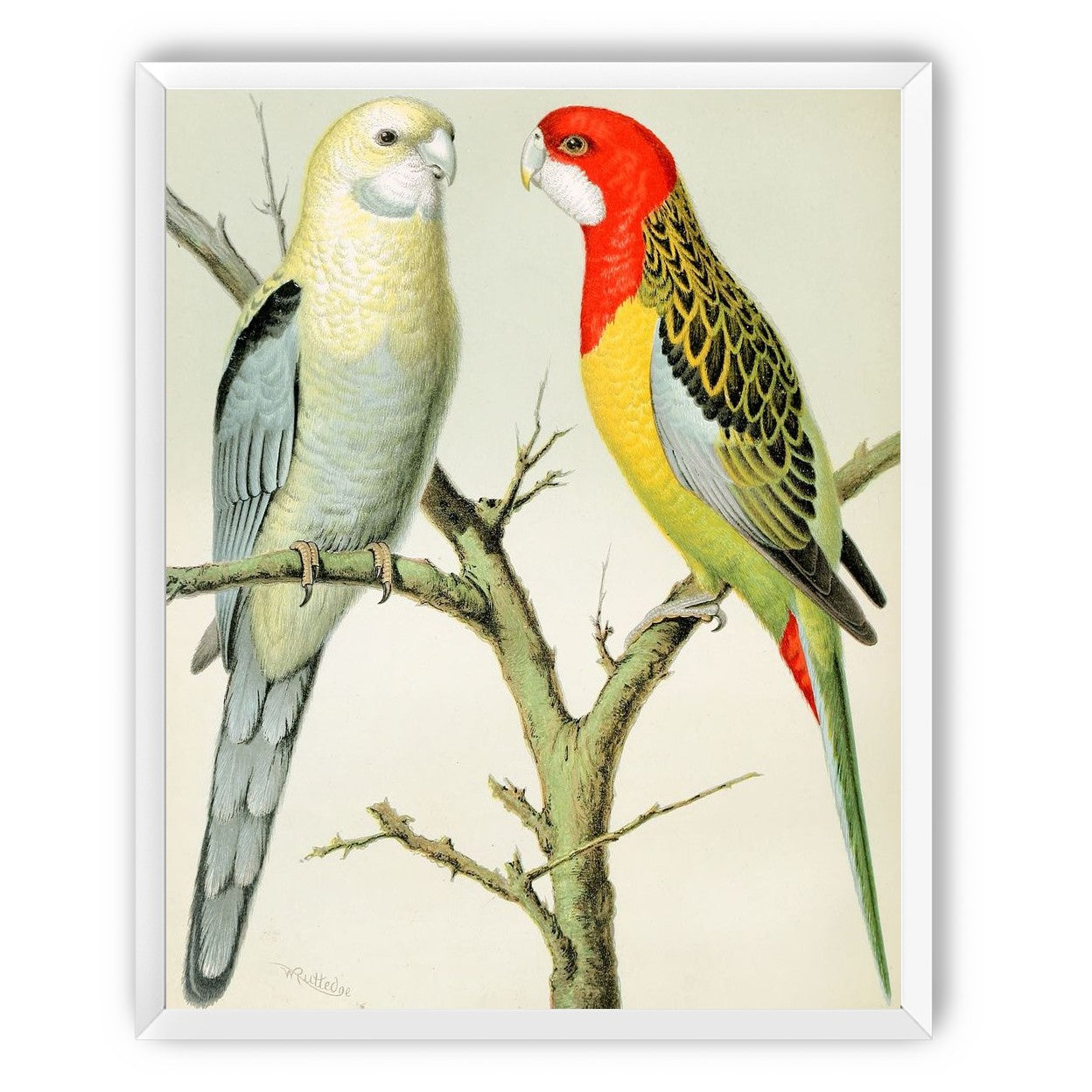 Beaks across the branch