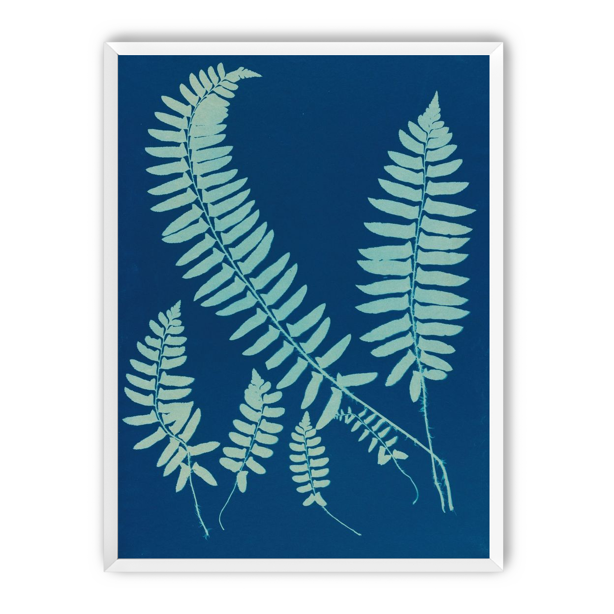 Fern shadows in blue