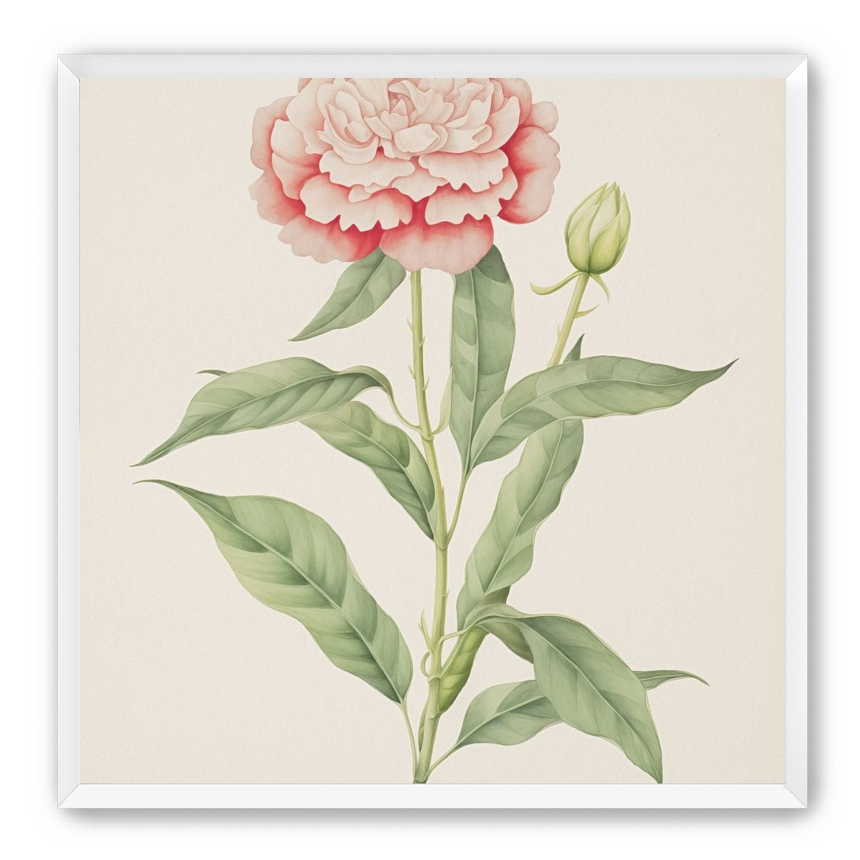 Delicate Blush