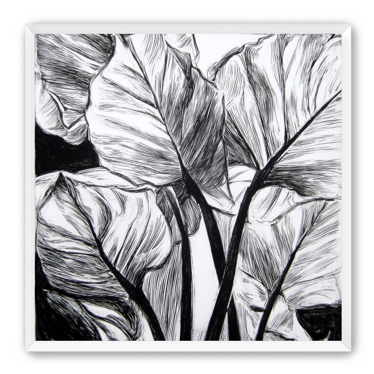 Overlapping Leaves on Dark Ground
