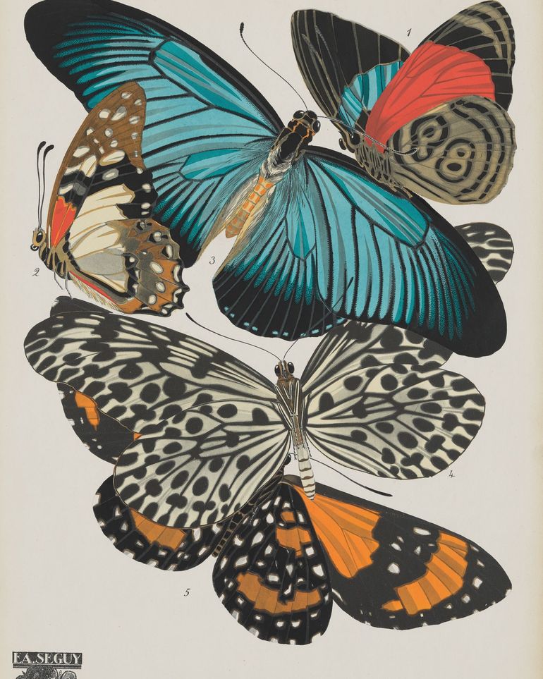 Turquoise wings over orange velvet
