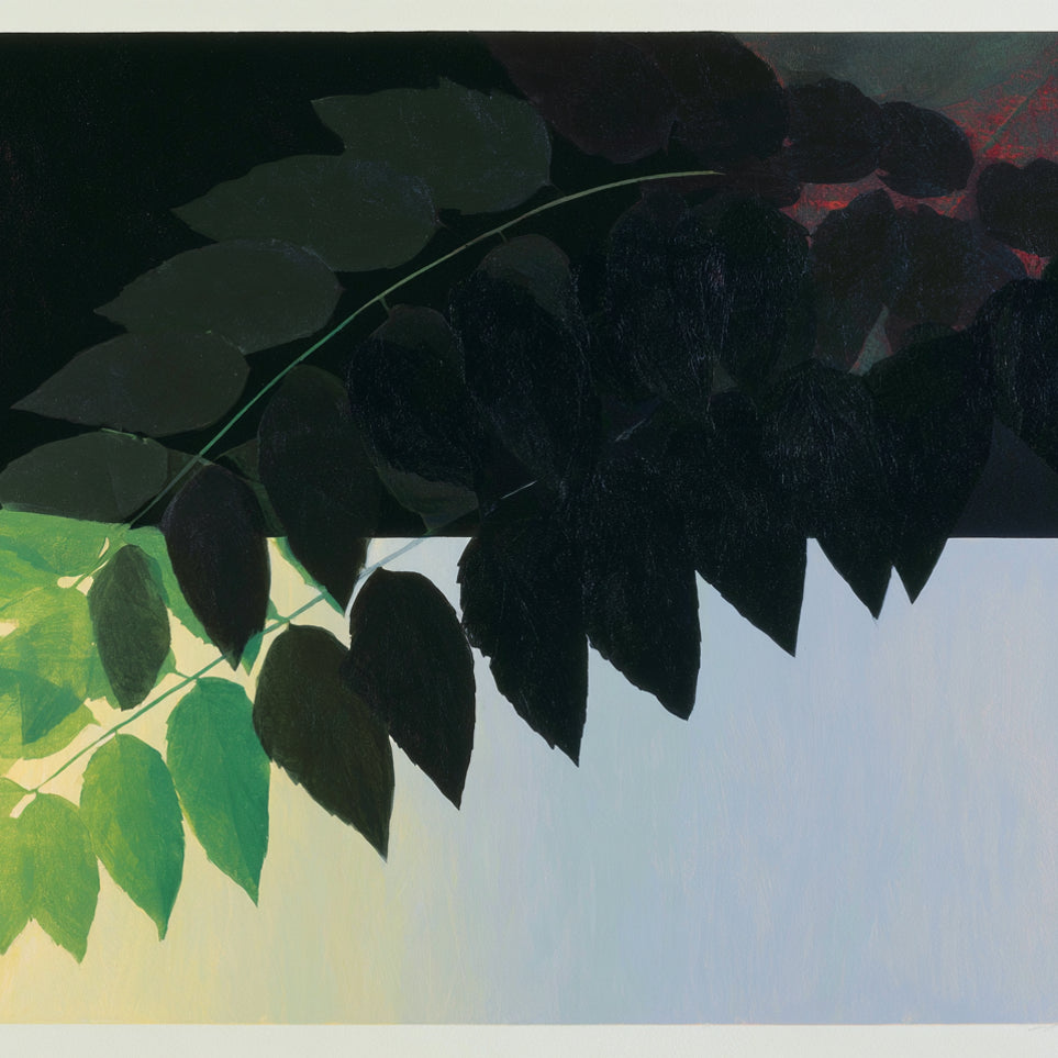 Leaves crossing into shadow