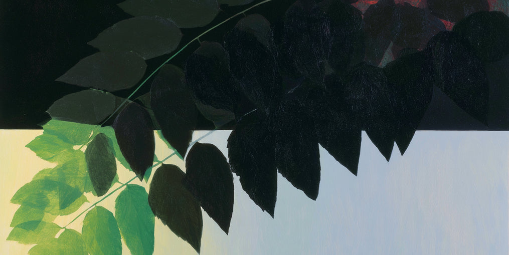 Leaves crossing into shadow