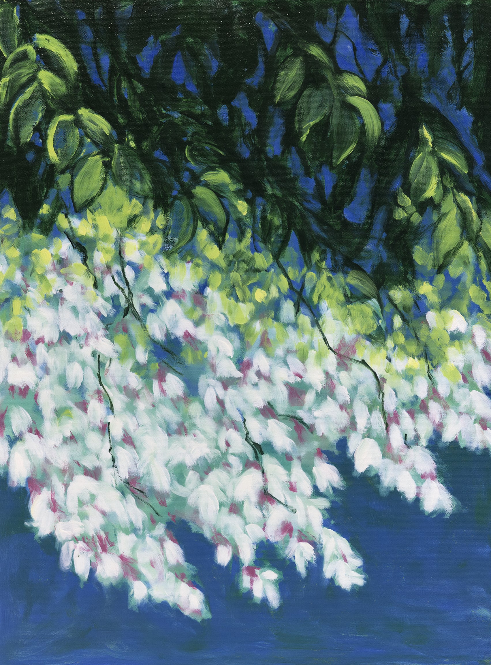White blossoms in blue shade