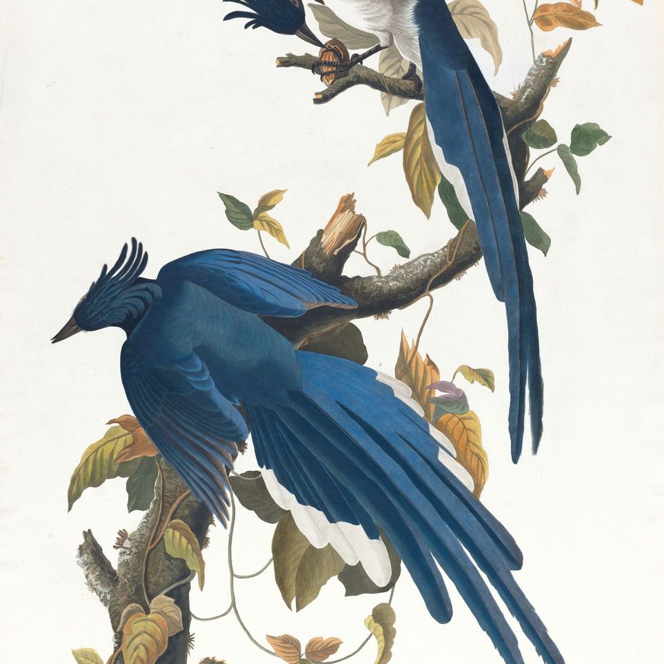 Butterfly under blue beaks
