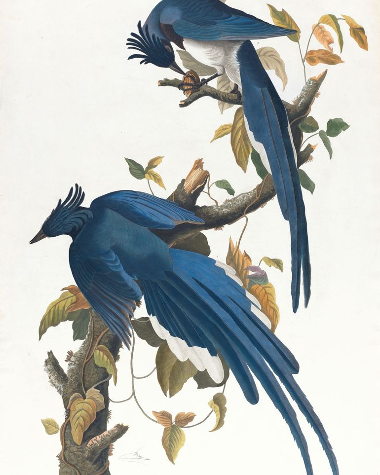 Butterfly under blue beaks
