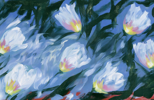 White tulips on blue ground