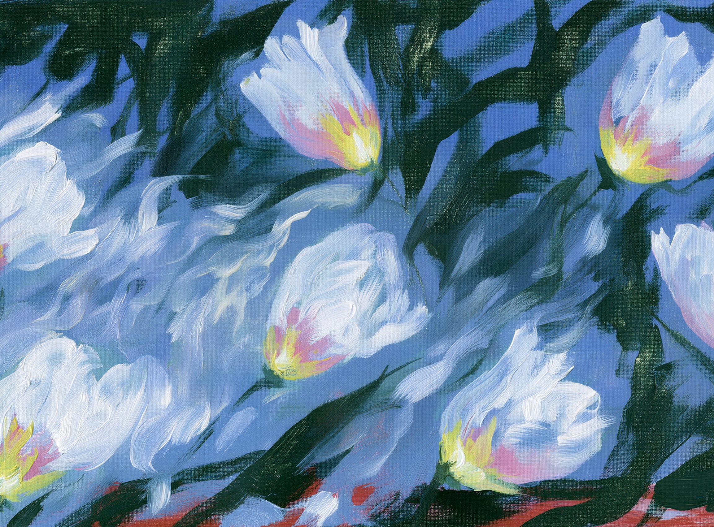 White tulips on blue ground