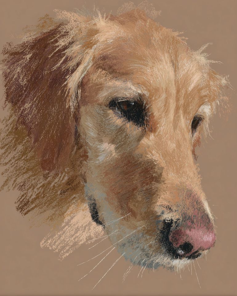 Warm browns on a golden retriever