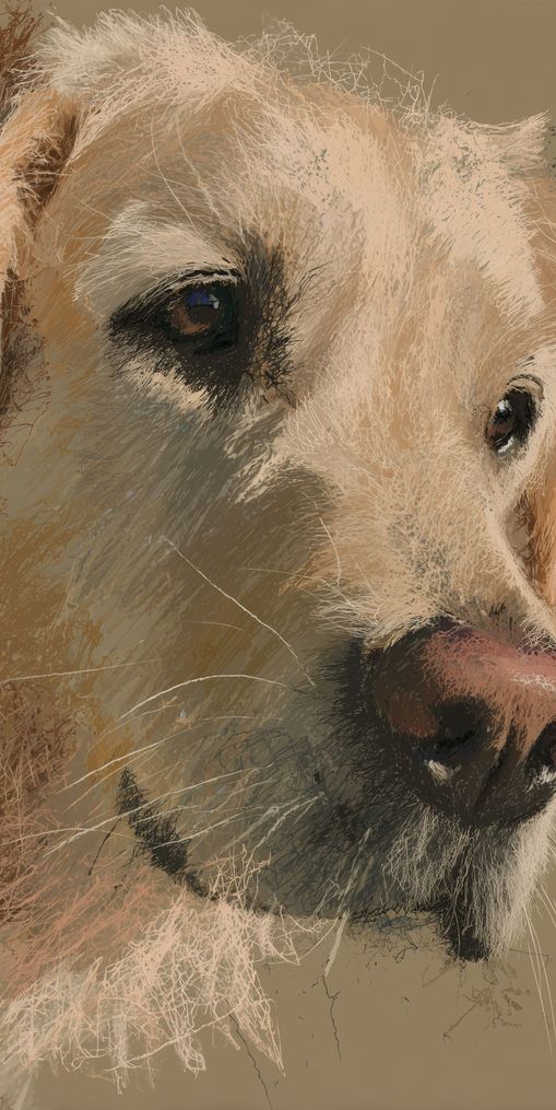 Warm fur in brown quietness