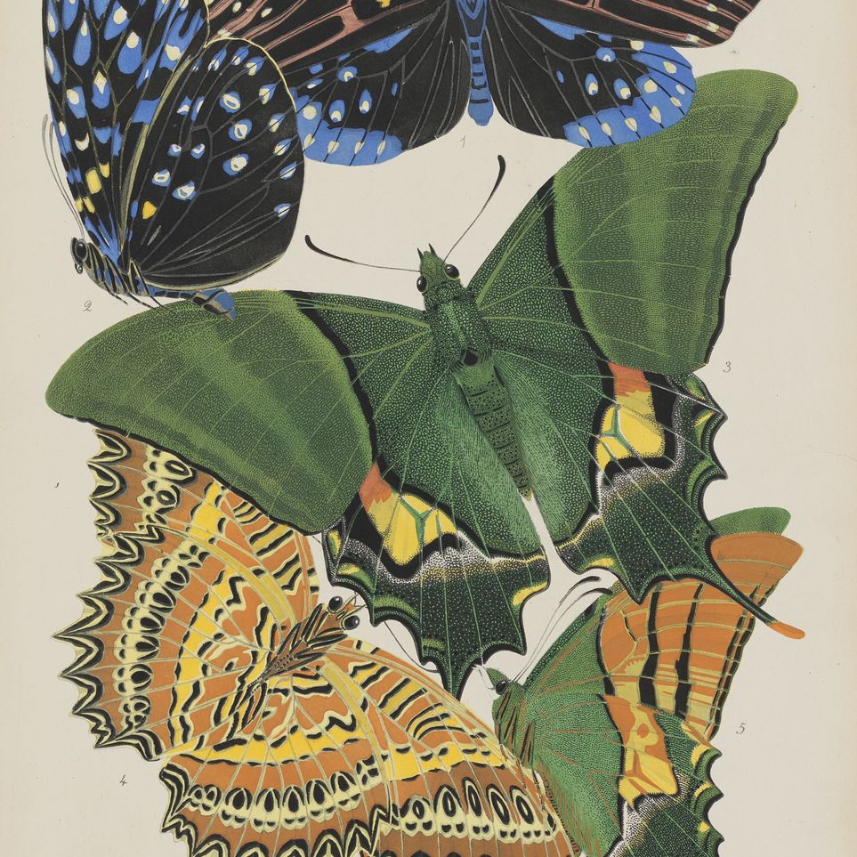 Butterflies on a pale plate