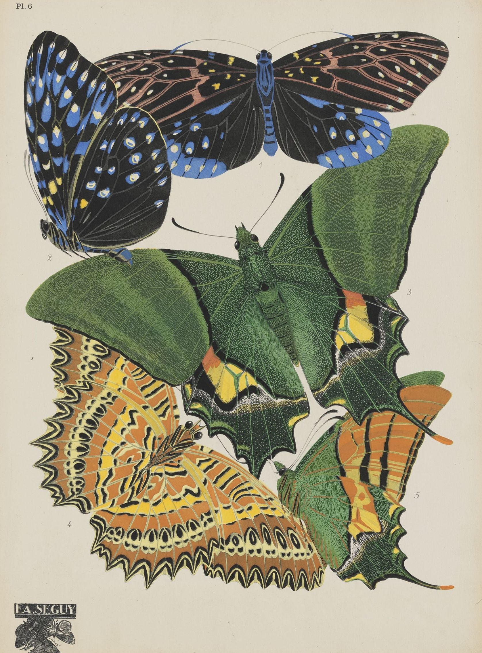 Butterflies on a pale plate