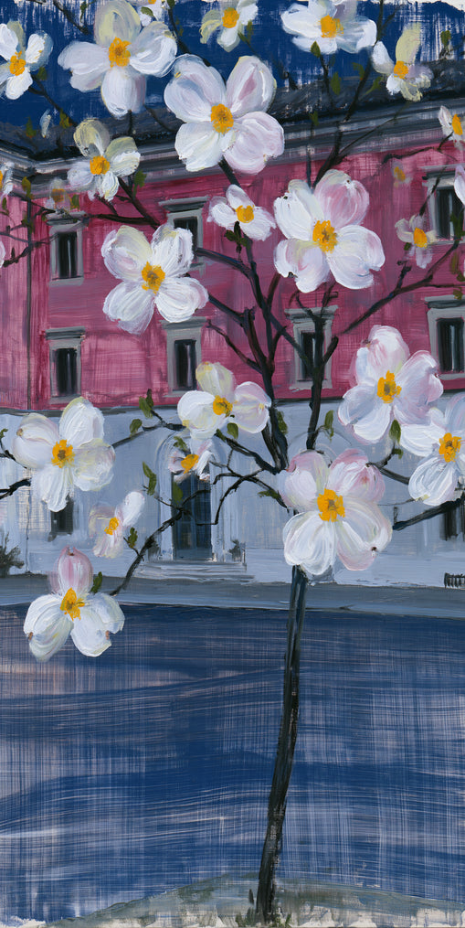 White blossoms over the pink house