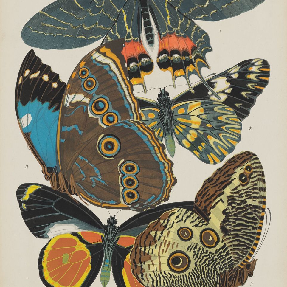 Five butterflies in quiet display