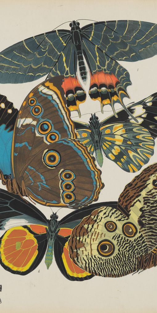 Five butterflies in quiet display