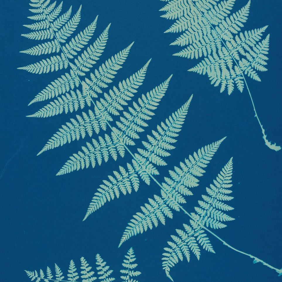 Pale ferns in deep blue