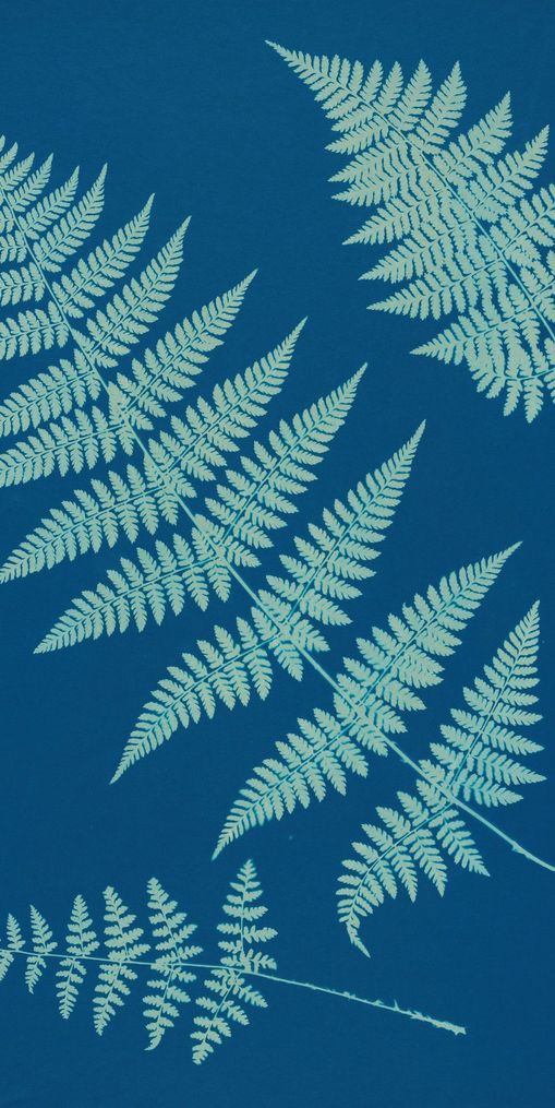 Pale ferns in deep blue