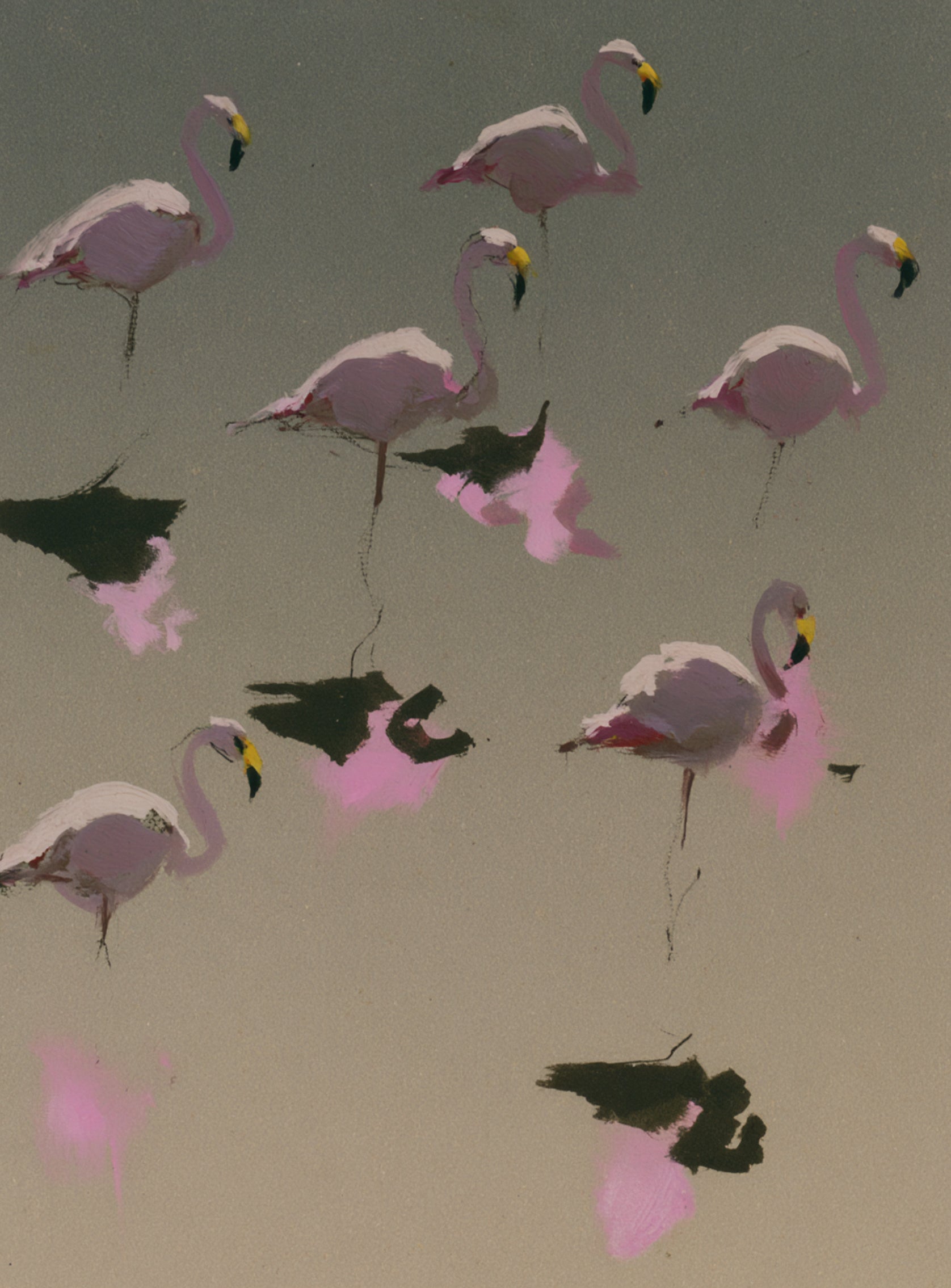 Flamingos in still water