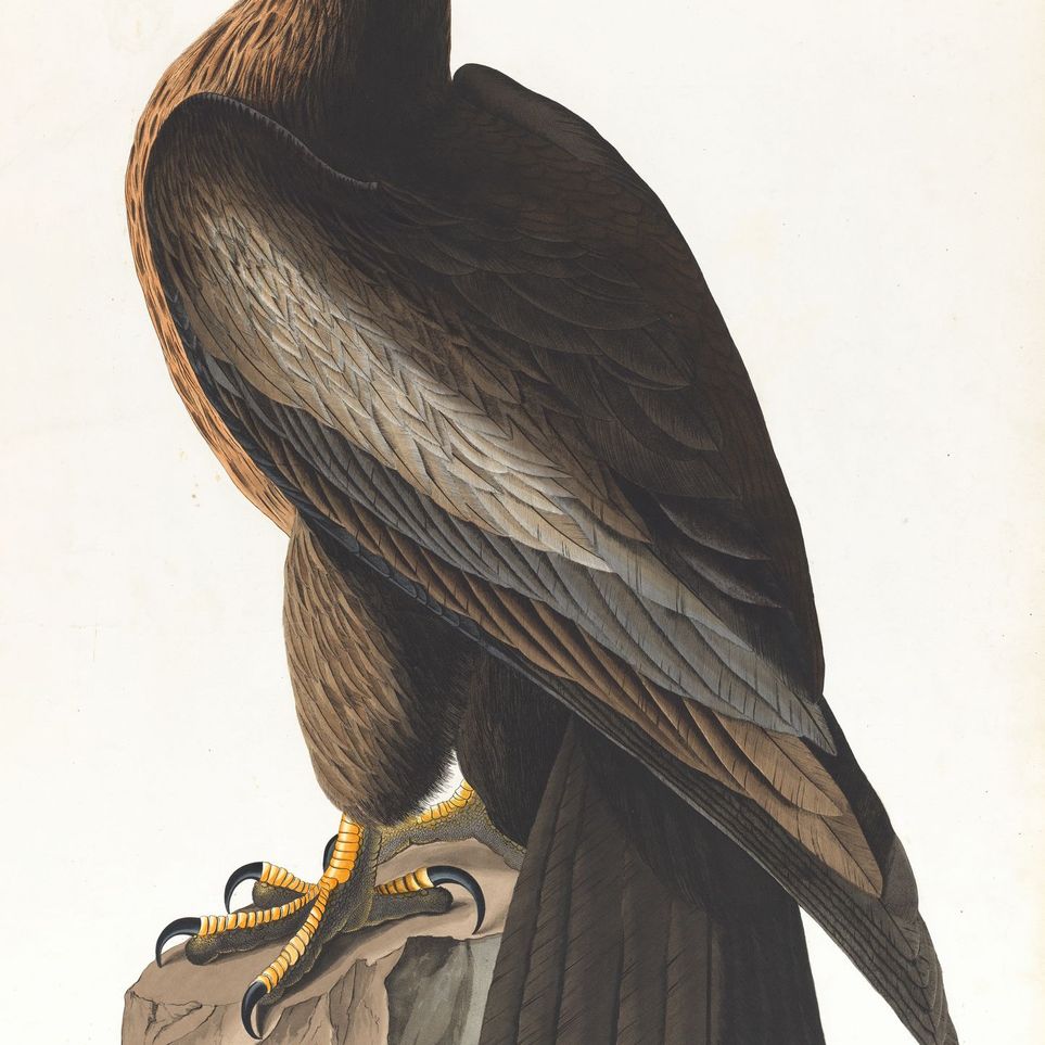 Brown hawk on rock