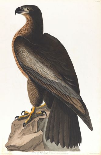 Brown hawk on rock