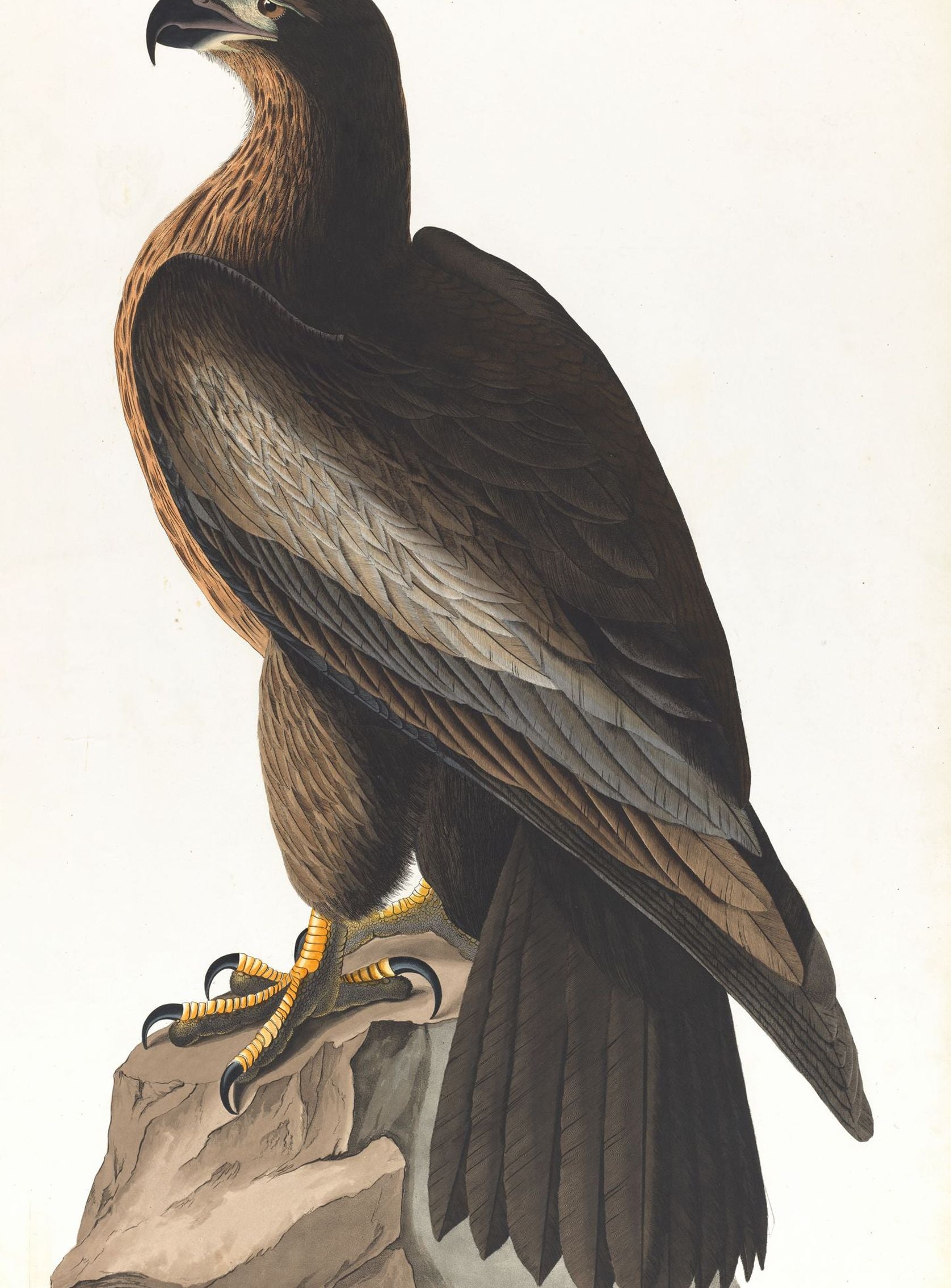 Brown hawk on rock