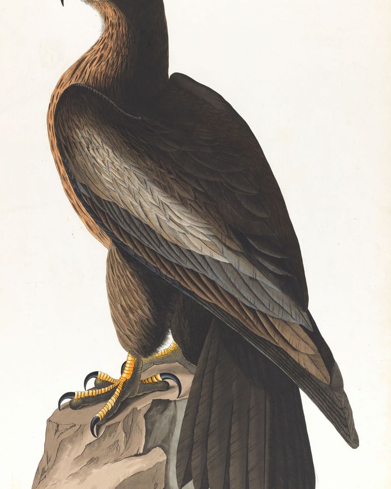 Brown hawk on rock